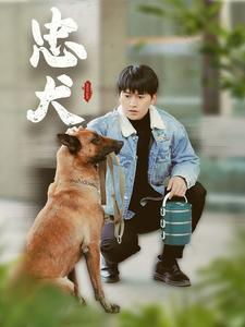 忠犬（34集）看精彩短剧