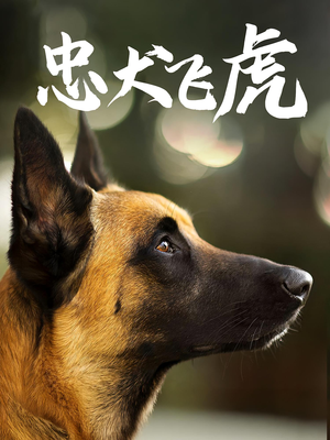 忠犬飞虎（33集）战神短剧推荐