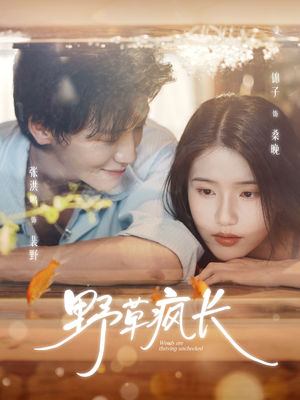 野草疯长（71集）超好看古装短剧