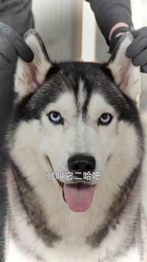 重生为狗:屡破大案震惊全网(73集) 重生为狗:屡破大案震惊全网(73集)第二季