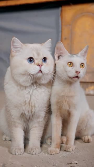 别惹那只猫,她刚从仙界回来(97集) 别惹那只猫,她刚从仙界回来(97集)番茄短剧看全集